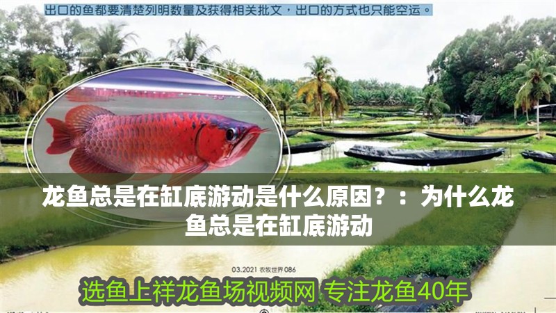 龍魚總是在缸底游動是什么原因？：為什么龍魚總是在缸底游動