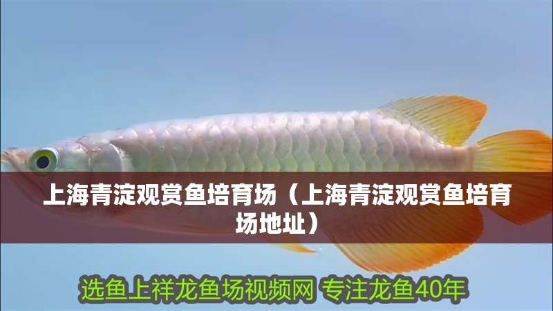 上海青淀觀賞魚(yú)培育場(chǎng)（上海青淀觀賞魚(yú)培育場(chǎng)地址）