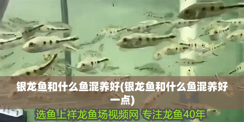 銀龍魚和什么魚混養好(銀龍魚和什么魚混養好一點)