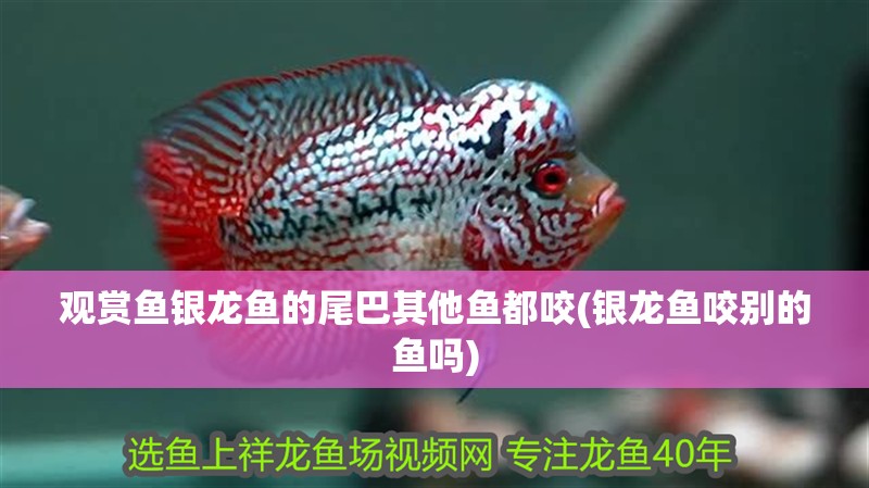 觀賞魚銀龍魚的尾巴其他魚都咬(銀龍魚咬別的魚嗎)