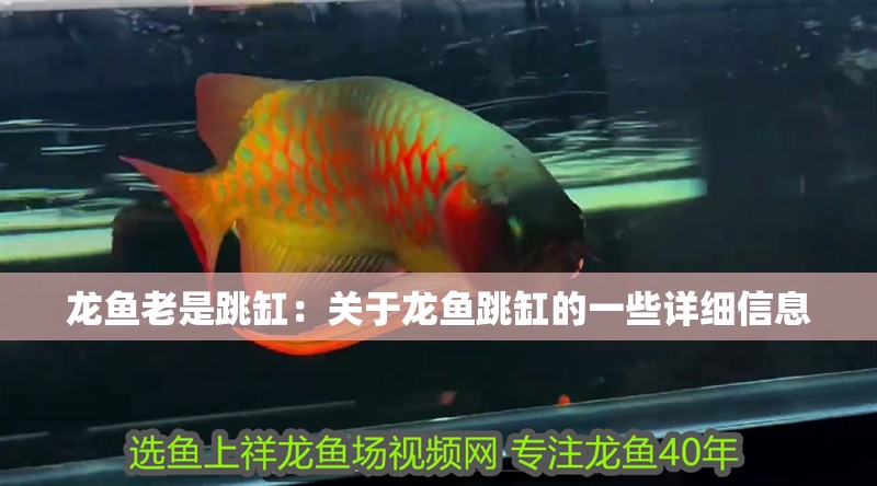 龍魚老是跳缸：關于龍魚跳缸的一些詳細信息