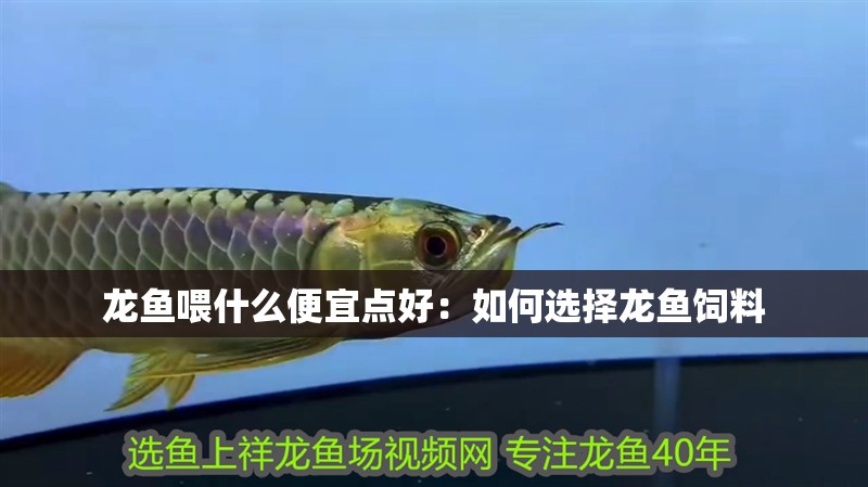 龍魚喂什么便宜點(diǎn)好：如何選擇龍魚飼料