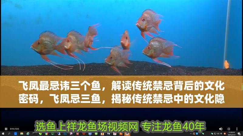 飛鳳最忌諱三個魚，解讀傳統禁忌背后的文化密碼，飛鳳忌三魚，揭秘傳統禁忌中的文化隱喻