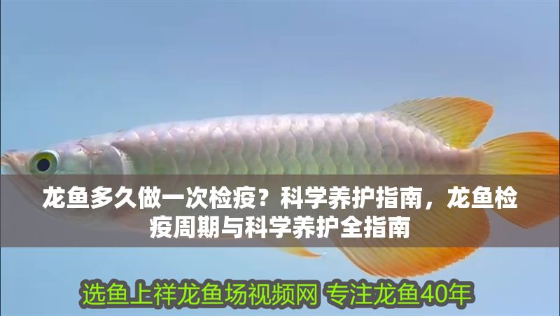 龍魚多久做一次檢疫？科學養護指南，龍魚檢疫周期與科學養護全指南