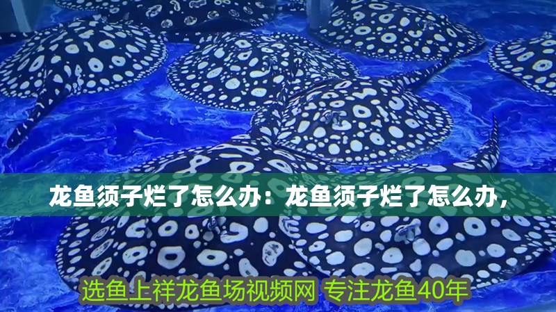 龍魚須子爛了怎么辦：龍魚須子爛了怎么辦，