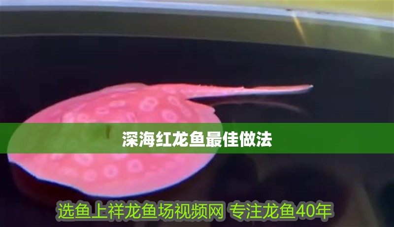 深海紅龍魚最佳做法