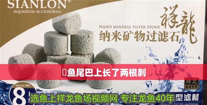 魟魚尾巴上長了兩根刺