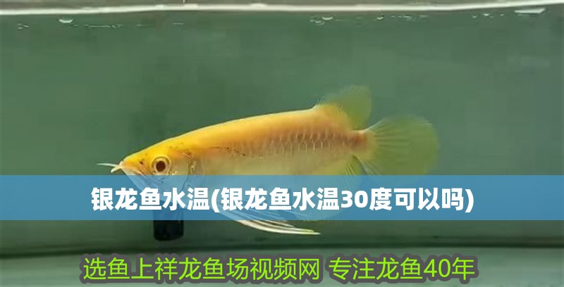 銀龍魚水溫(銀龍魚水溫30度可以嗎)