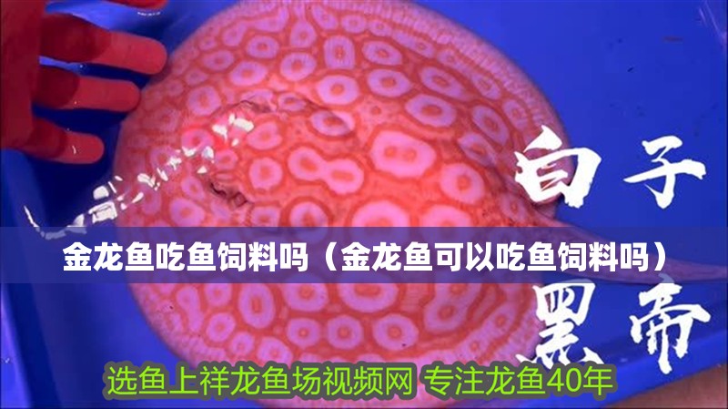 金龍魚吃魚飼料嗎（金龍魚可以吃魚飼料嗎）
