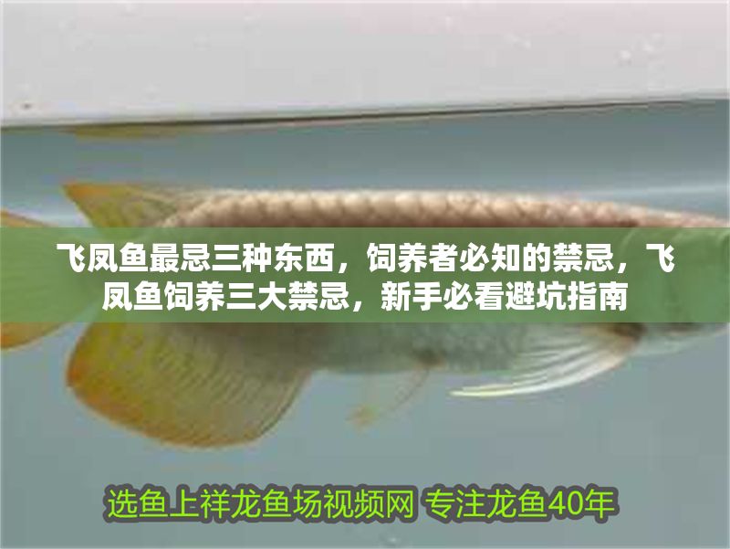 飛鳳魚最忌三種東西，飼養(yǎng)者必知的禁忌，飛鳳魚飼養(yǎng)三大禁忌，新手必看避坑指南