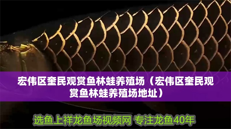 宏偉區(qū)奎民觀賞魚林蛙養(yǎng)殖場（宏偉區(qū)奎民觀賞魚林蛙養(yǎng)殖場地址）