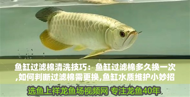魚缸過濾棉清洗技巧：魚缸過濾棉多久換一次,如何判斷過濾棉需更換,魚缸水質維護小妙招