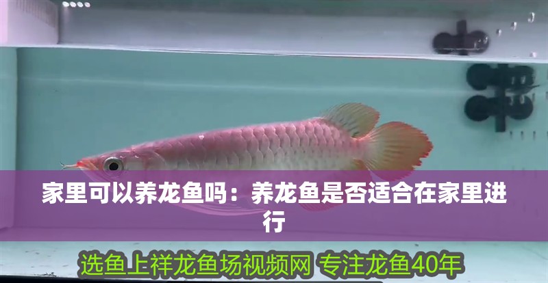家里可以養龍魚嗎：養龍魚是否適合在家里進行