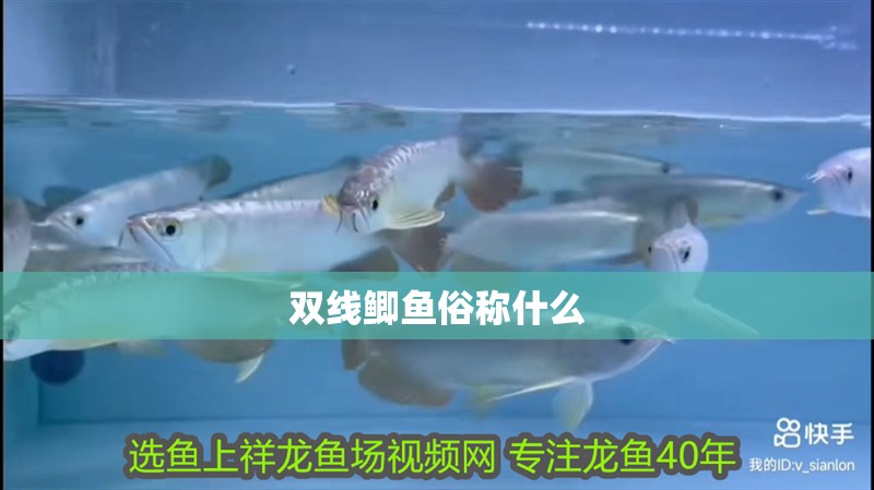 雙線鯽魚俗稱什么