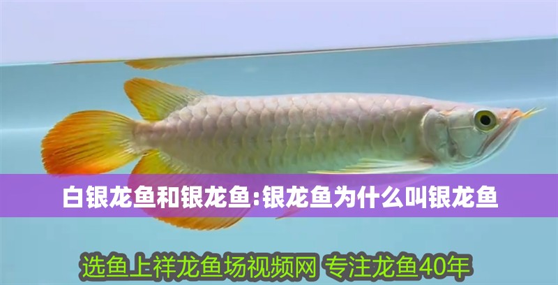 白銀龍魚和銀龍魚:銀龍魚為什么叫銀龍魚