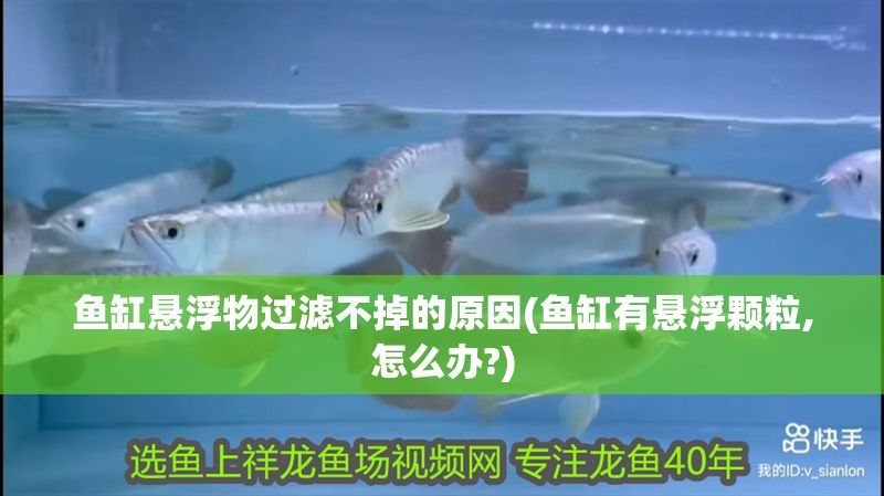 魚缸懸浮物過濾不掉的原因(魚缸有懸浮顆粒,怎么辦?)
