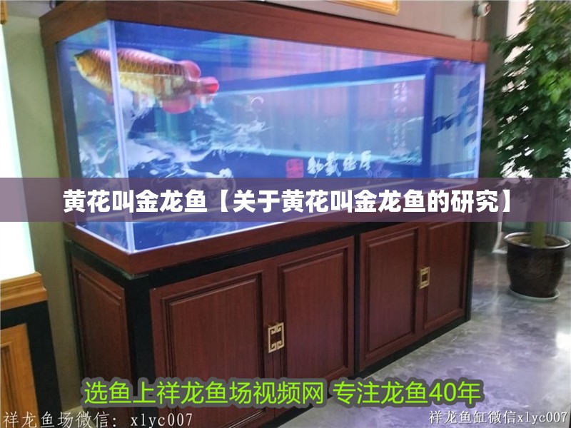 黃花叫金龍魚【關于黃花叫金龍魚的研究】