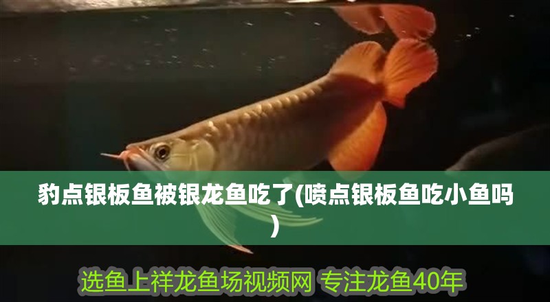 豹點(diǎn)銀板魚(yú)被銀龍魚(yú)吃了(噴點(diǎn)銀板魚(yú)吃小魚(yú)嗎)