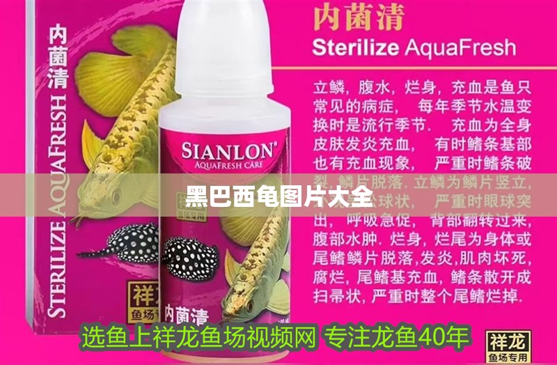 黑巴西龜圖片大全