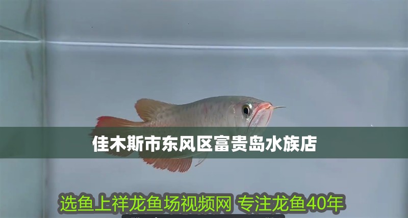 佳木斯市東風區富貴島水族店
