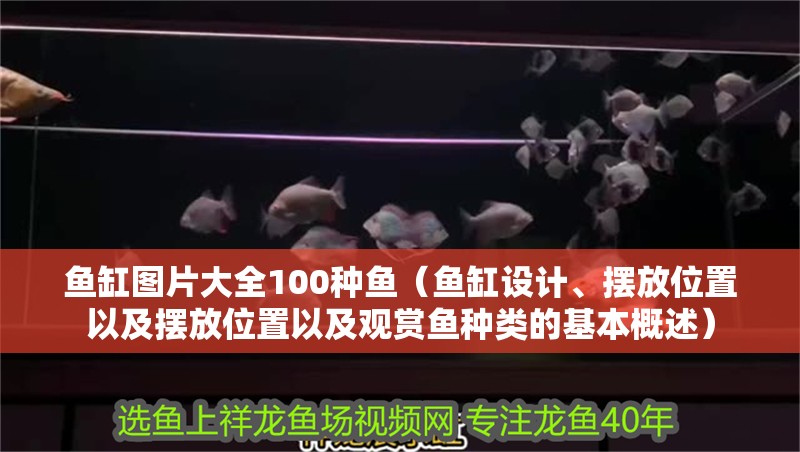 魚缸圖片大全100種魚（魚缸設計、擺放位置以及擺放位置以及觀賞魚種類的基本概述）