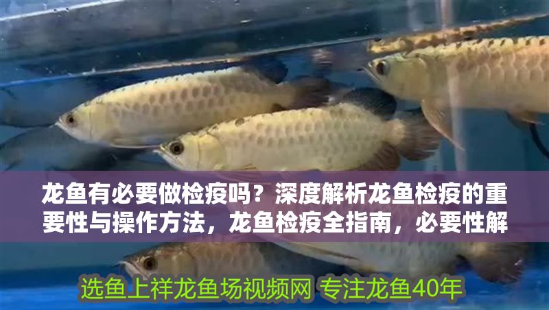龍魚有必要做檢疫嗎？深度解析龍魚檢疫的重要性與操作方法，龍魚檢疫全指南，必要性解析與實操步驟詳解