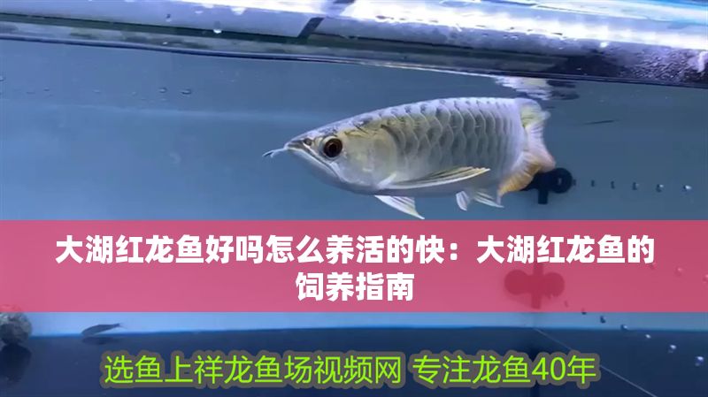 大湖紅龍魚(yú)好嗎怎么養(yǎng)活的快：大湖紅龍魚(yú)的飼養(yǎng)指南