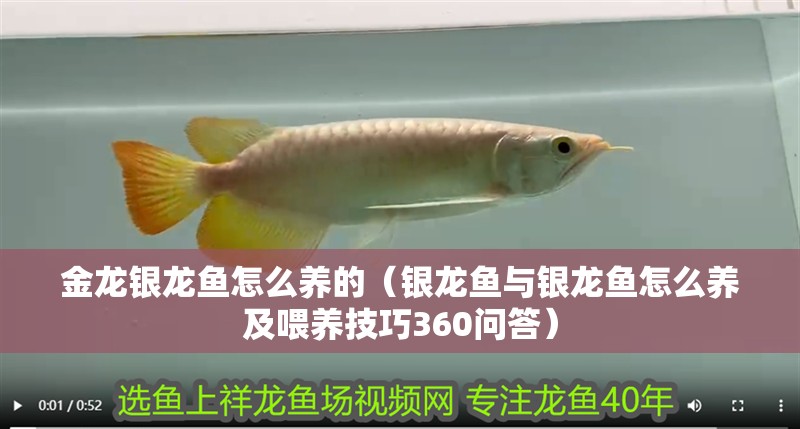 金龍銀龍魚怎么養(yǎng)的（銀龍魚與銀龍魚怎么養(yǎng)及喂養(yǎng)技巧360問答） 金龍銀龍魚怎么養(yǎng)的（銀龍魚與銀龍魚怎么養(yǎng)及喂養(yǎng)技巧360問答） 龍魚百科