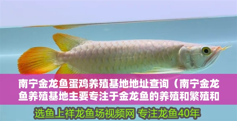 南寧金龍魚蛋雞養殖基地地址查詢（南寧金龍魚養殖基地主要專注于金龍魚的養殖和繁殖和繁殖）