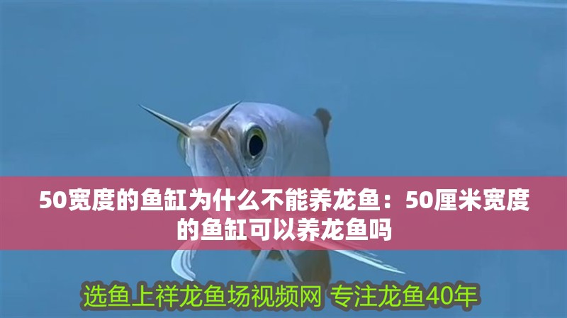 50寬度的魚缸為什么不能養龍魚：50厘米寬度的魚缸可以養龍魚嗎