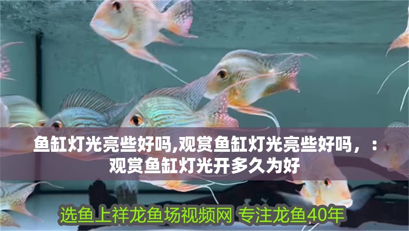 魚缸燈光亮些好嗎,觀賞魚缸燈光亮些好嗎，：觀賞魚缸燈光開多久為好