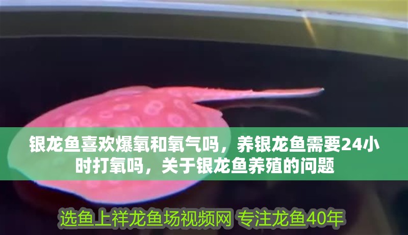 銀龍魚(yú)喜歡爆氧和氧氣嗎，養(yǎng)銀龍魚(yú)需要24小時(shí)打氧嗎，關(guān)于銀龍魚(yú)養(yǎng)殖的問(wèn)題