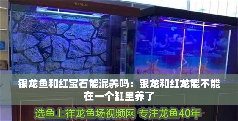 銀龍魚和紅寶石能混養嗎：銀龍和紅龍能不能在一個缸里養了