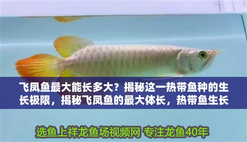 飛鳳魚最大能長多大？揭秘這一熱帶魚種的生長極限，揭秘飛鳳魚的最大體長，熱帶魚生長極限全解析