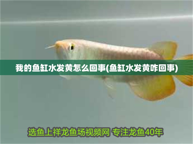 我的魚缸水發黃怎么回事(魚缸水發黃咋回事)