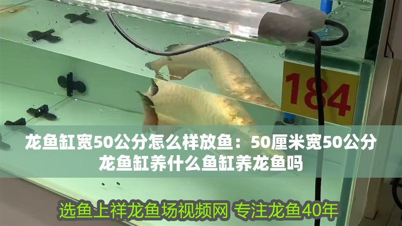 龍魚缸寬50公分怎么樣放魚：50厘米寬50公分龍魚缸養(yǎng)什么魚缸養(yǎng)龍魚嗎
