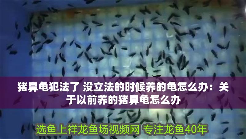 豬鼻龜犯法了 沒立法的時候養(yǎng)的龜怎么辦：關(guān)于以前養(yǎng)的豬鼻龜怎么辦