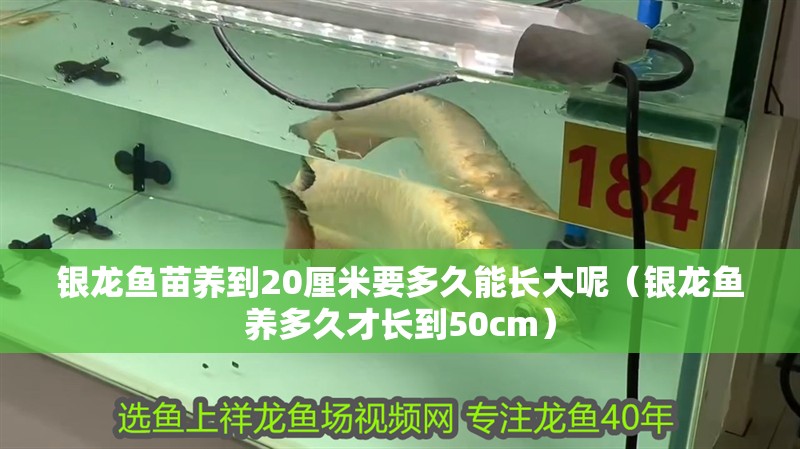 銀龍魚苗養到20厘米要多久能長大呢（銀龍魚養多久才長到50cm）
