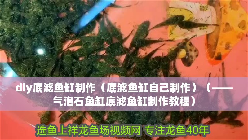 diy底濾魚缸制作（底濾魚缸自己制作）（——氣泡石魚缸底濾魚缸制作教程）
