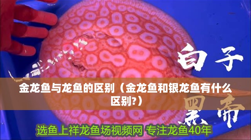 金龍魚與龍魚的區(qū)別（金龍魚和銀龍魚有什么區(qū)別?）