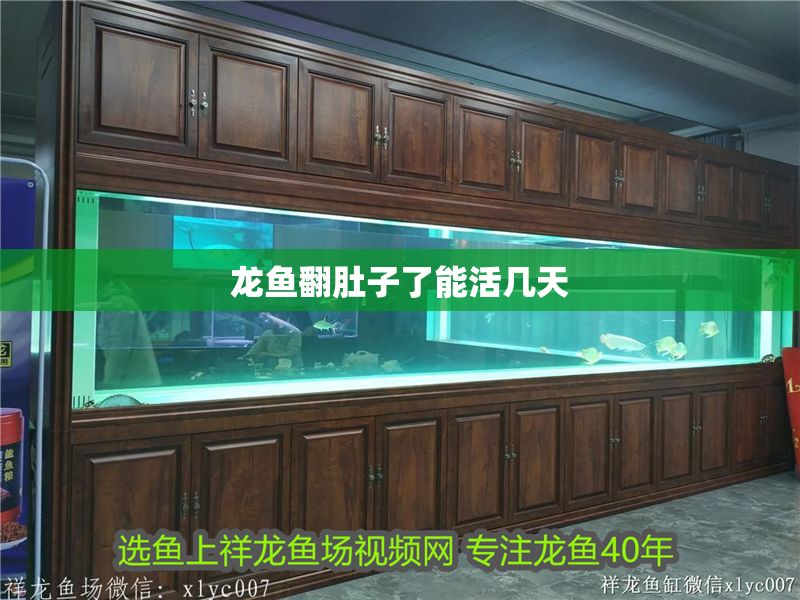 龍魚翻肚子了能活幾天