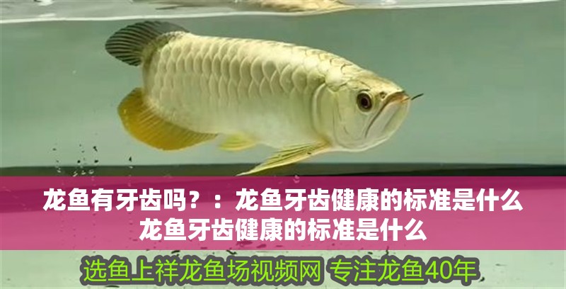 龍魚有牙齒嗎？：龍魚牙齒健康的標準是什么龍魚牙齒健康的標準是什么