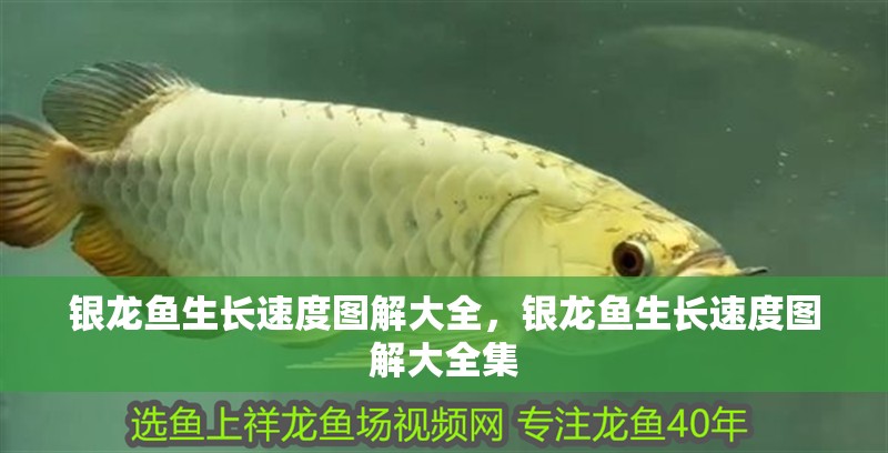 銀龍魚生長(zhǎng)速度圖解大全，銀龍魚生長(zhǎng)速度圖解大全集