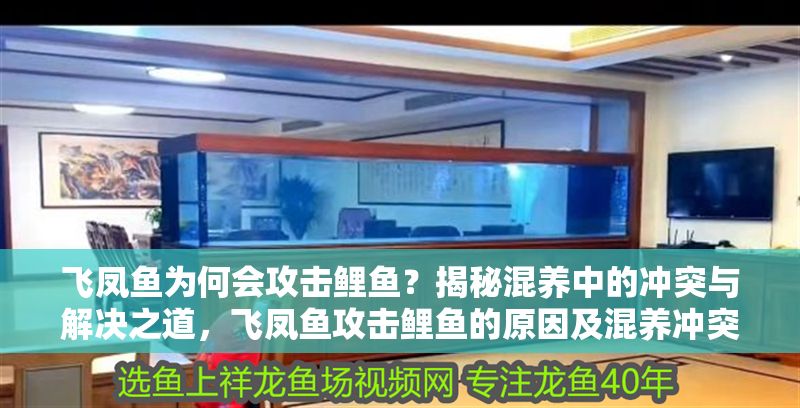 飛鳳魚為何會攻擊鯉魚？揭秘混養中的沖突與解決之道，飛鳳魚攻擊鯉魚的原因及混養沖突解決策略
