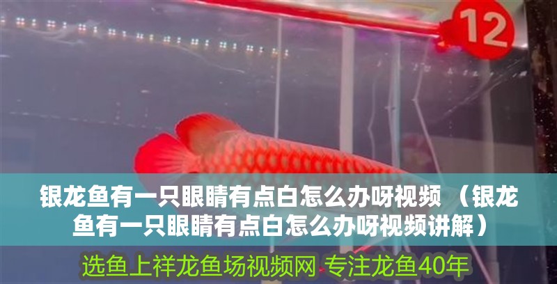 銀龍魚有一只眼睛有點白怎么辦呀視頻 （銀龍魚有一只眼睛有點白怎么辦呀視頻講解） 銀龍魚有一只眼睛有點白怎么辦呀視頻 （銀龍魚有一只眼睛有點白怎么辦呀視頻講解） 銀龍魚百科