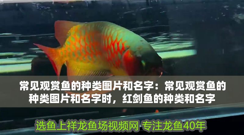 常見觀賞魚的種類圖片和名字：常見觀賞魚的種類圖片和名字時，紅劍魚的種類和名字