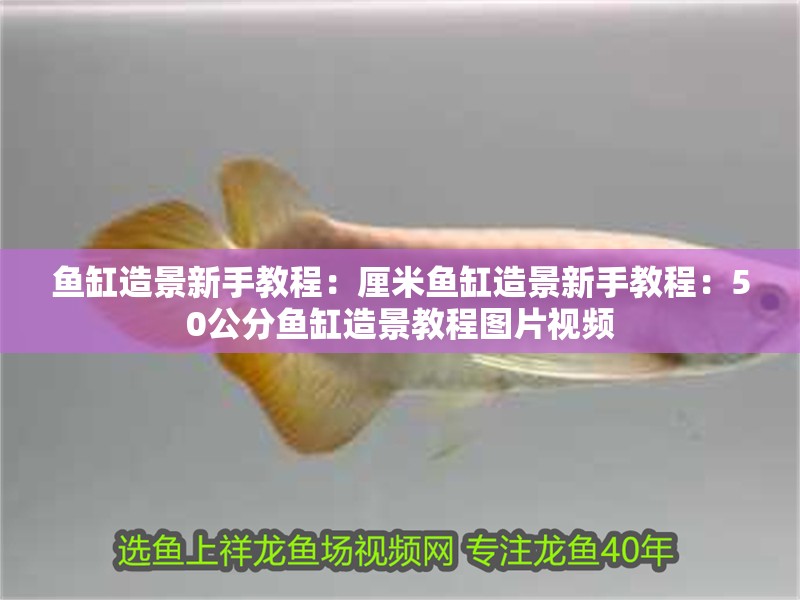 魚缸造景新手教程：厘米魚缸造景新手教程：50公分魚缸造景教程圖片視頻