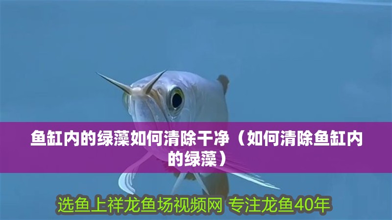 魚缸內的綠藻如何清除干凈（如何清除魚缸內的綠藻）