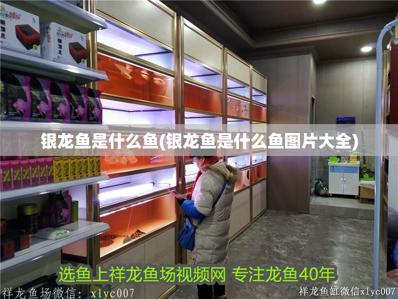 銀龍魚是什么魚(銀龍魚是什么魚圖片大全)