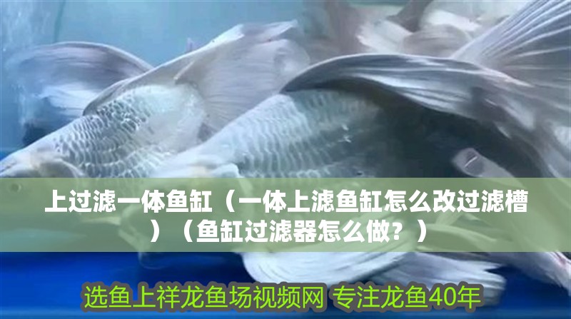 上過濾一體魚缸（一體上濾魚缸怎么改過濾槽）（魚缸過濾器怎么做？）